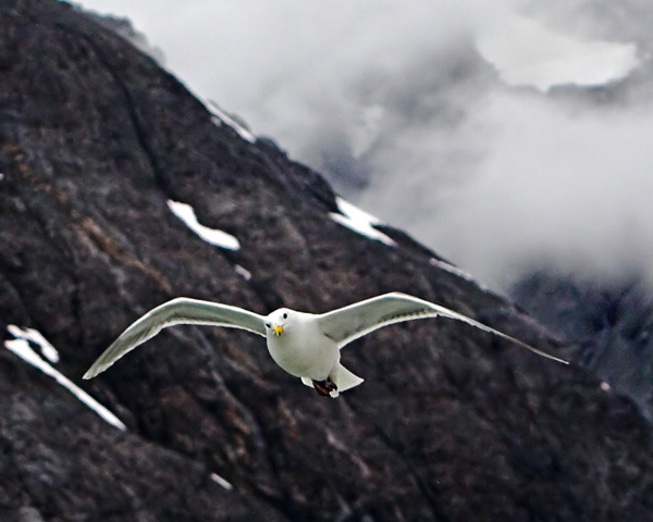 Soaring *