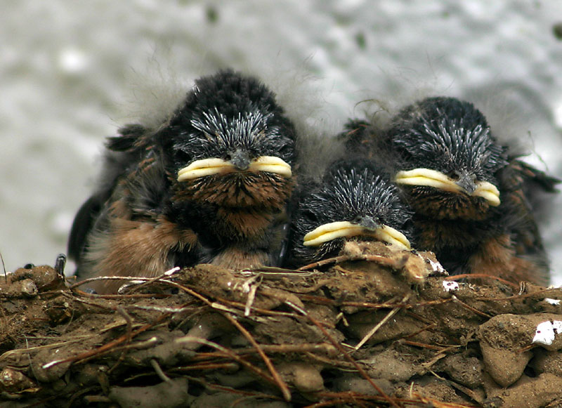 Swallows*