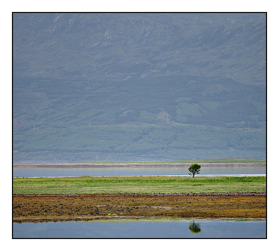 The Lone Tree<br>8th Place