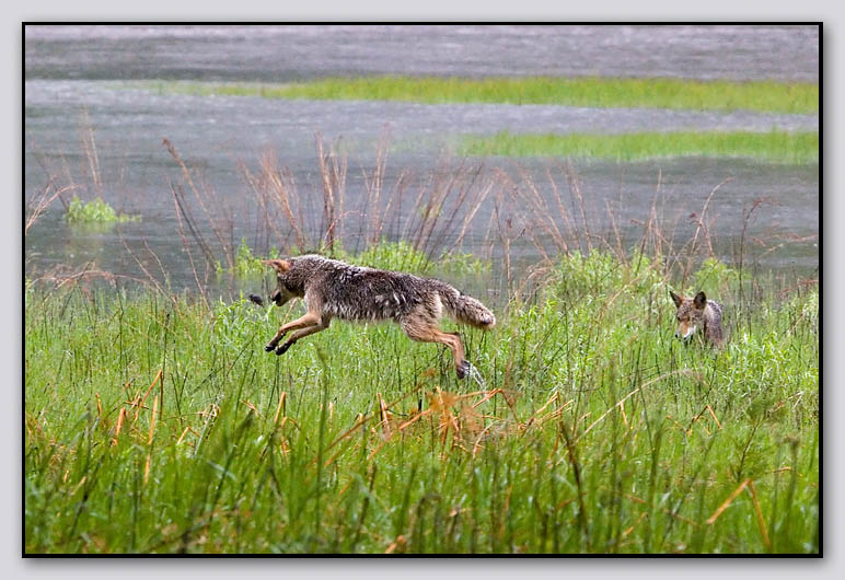 the hunt *