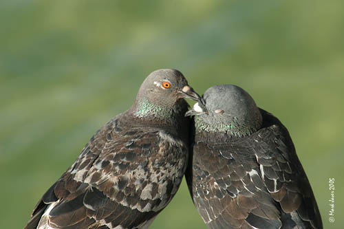 Kiss Me You Fool !