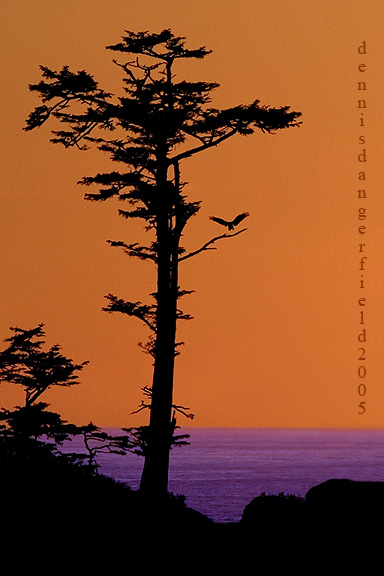    Wild Pacific Trail , Tofino