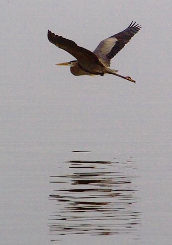 Heron in Flight