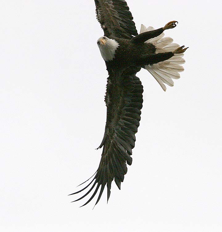 Bald Eagle