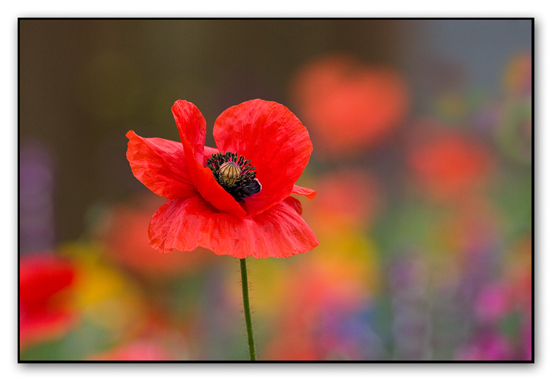 red poppy *<br>7th Place (Tie)