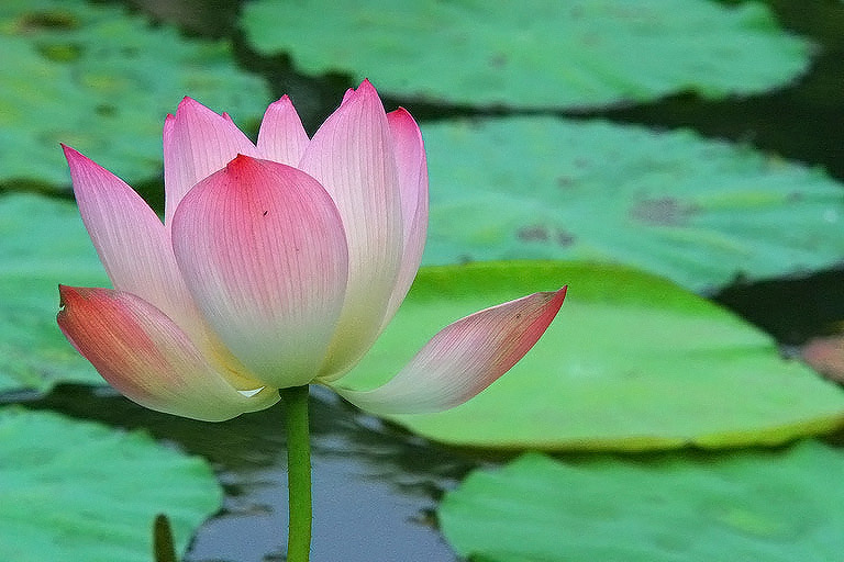 Lotus*