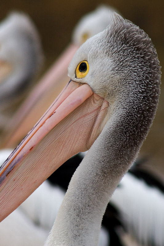 Pelicans *