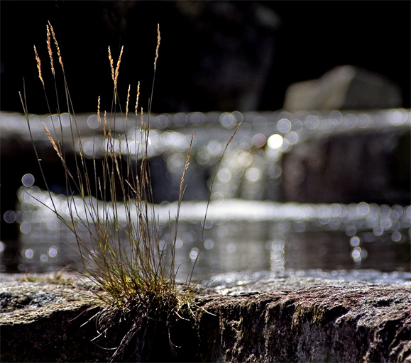 Otter Pool *