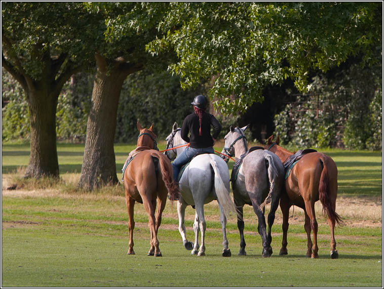 Heading Home From Polo