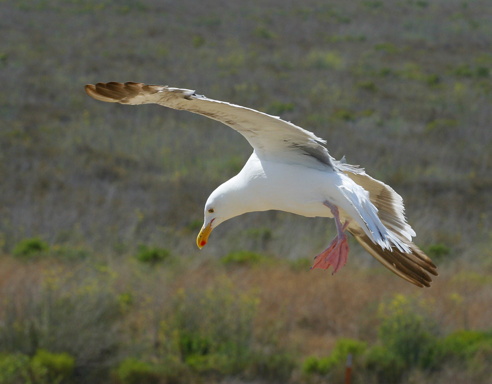 Soft Landing  * Traveller