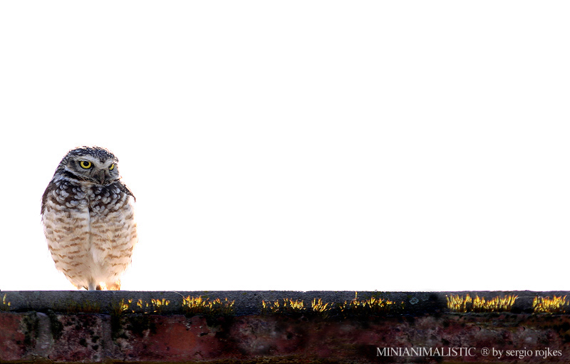minianimalistic by sergio rojkes