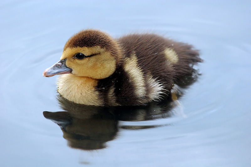 Mommy? *