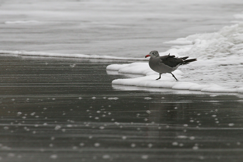 Grey Beach *