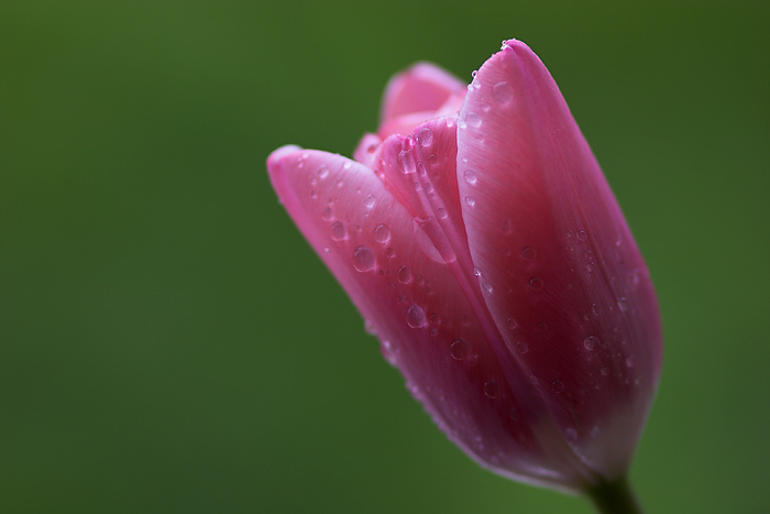 After the Rain*