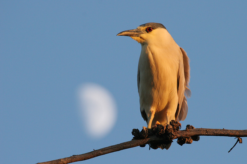 Night Heron and Moon *