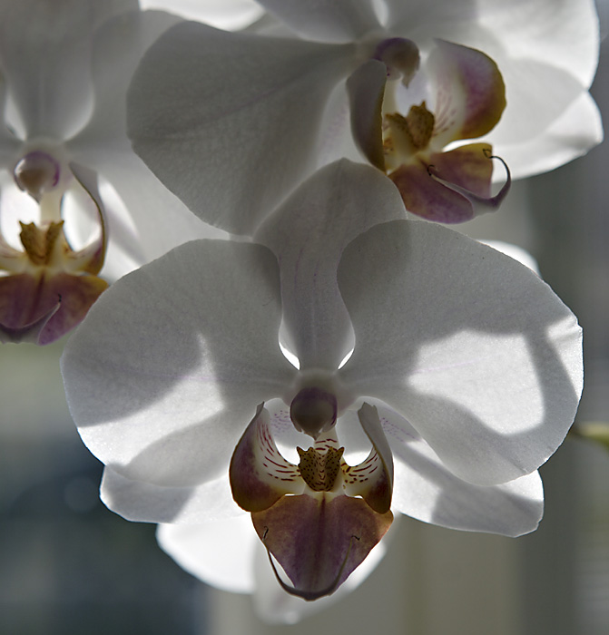 Raising Colorful Orchids *