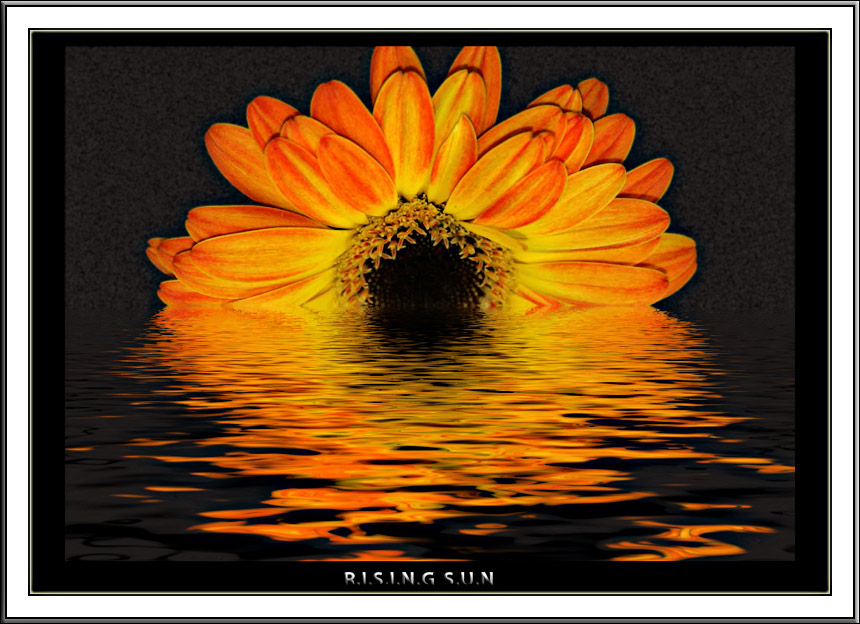 Rising Sun *