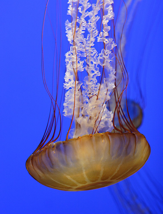 Sea Nettle in Gold *