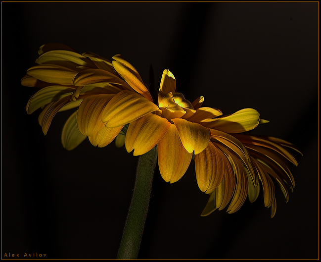 somewhat like gold*