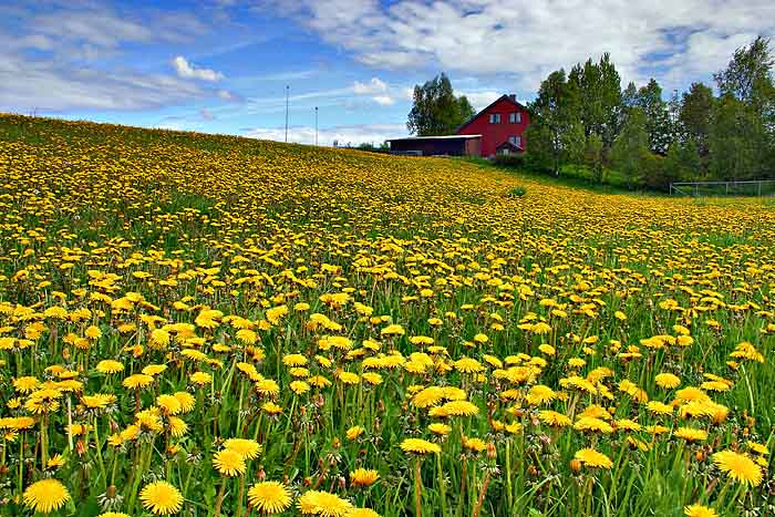 Sea of gold *