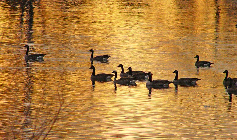 On Golden Pond