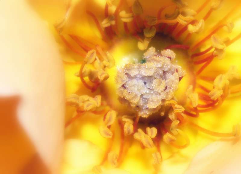 Golden Food *
