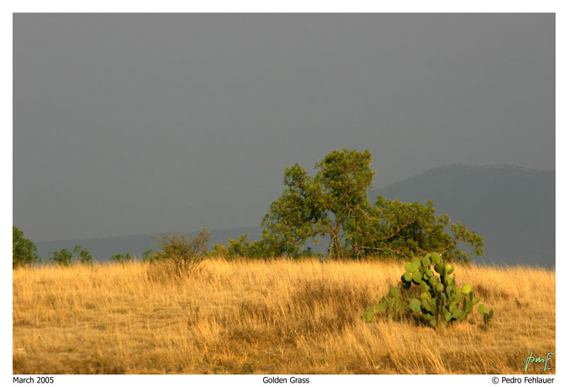 Golden Grass*