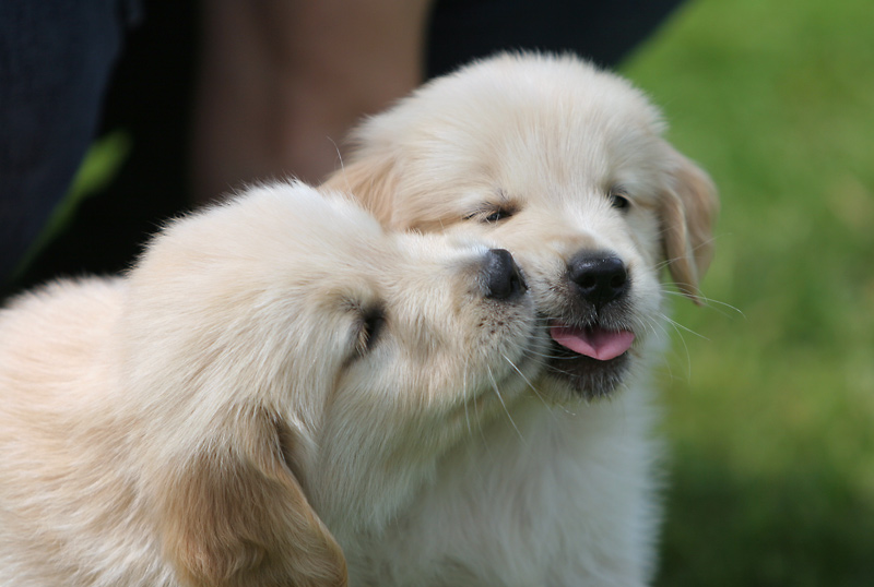 Golden Kiss *