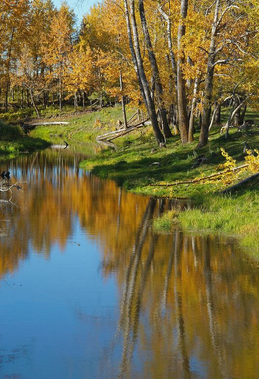 Golden Reflections