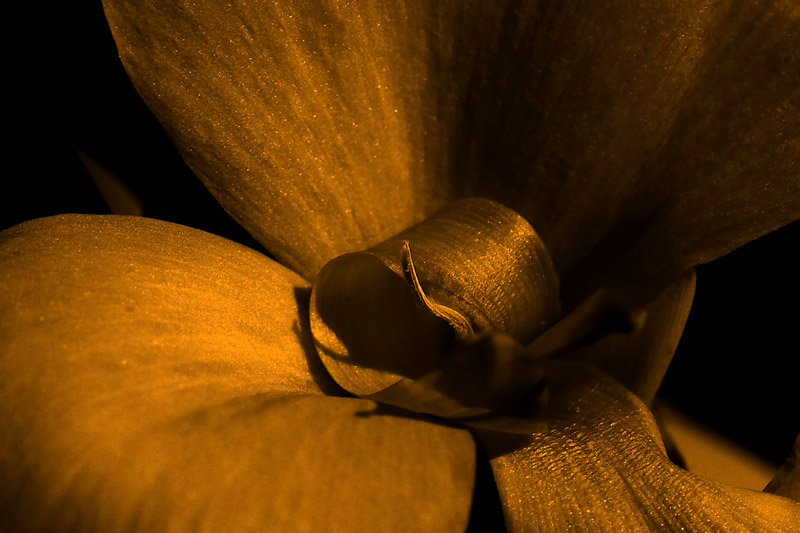 Golden Touch *