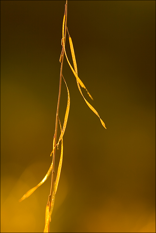 Morning Gold