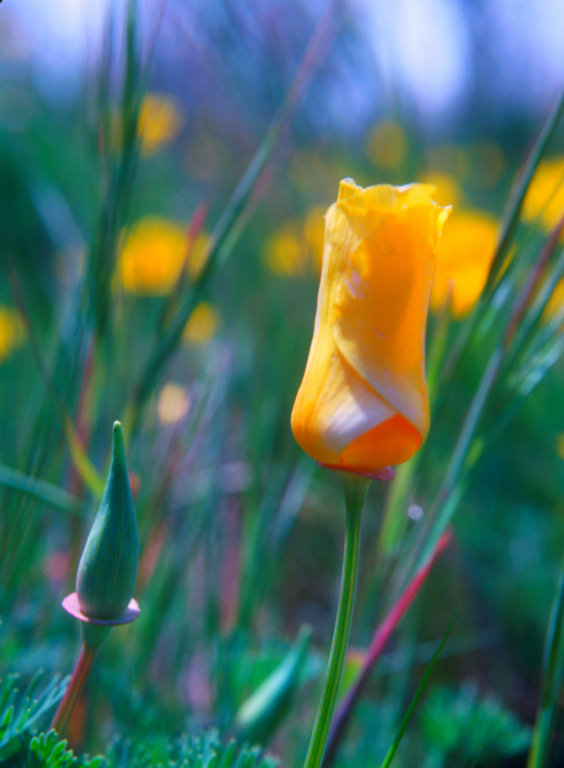 California Poppy *