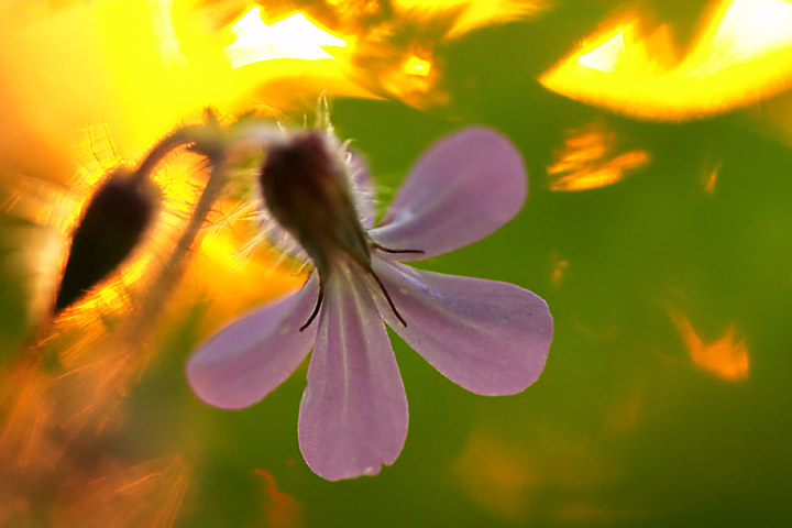 Golden sun *