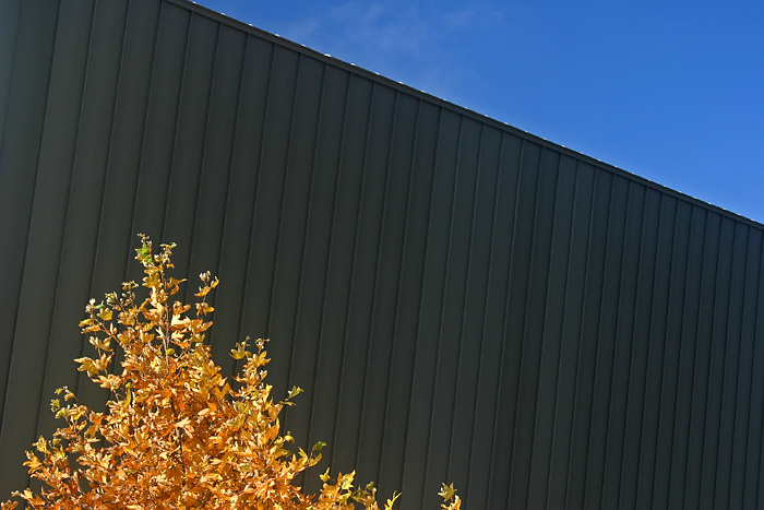 gold tree.jpg