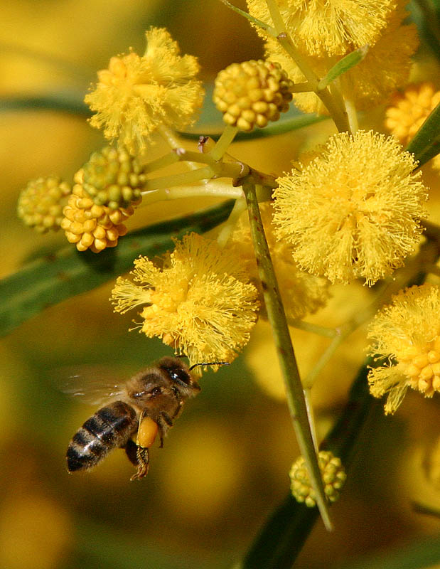Golden Wattle    *