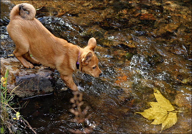 Loki and the Leaf*