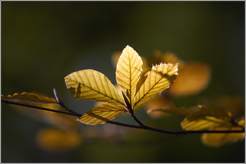 10th: Autumn Leaves (*)
