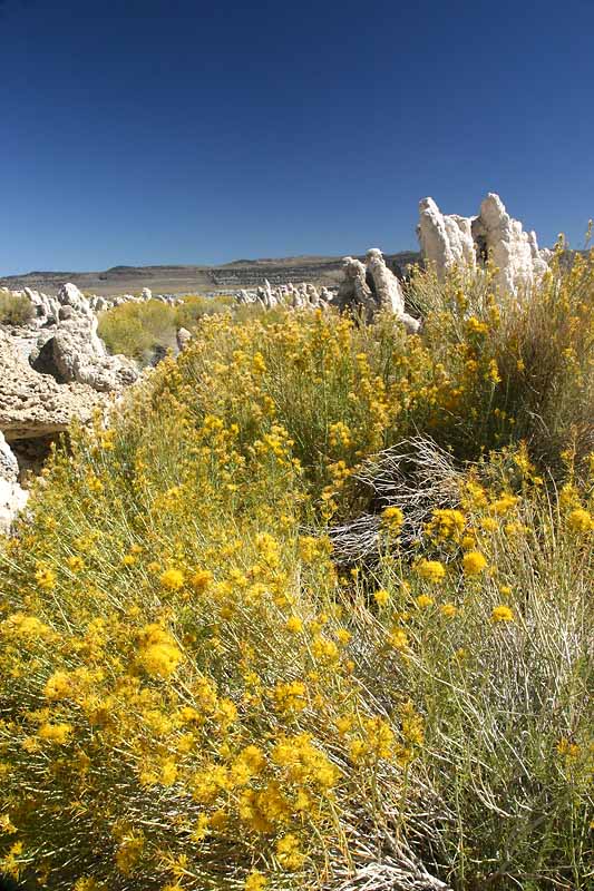Tufas in Gold