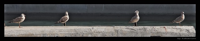 Seagulls*