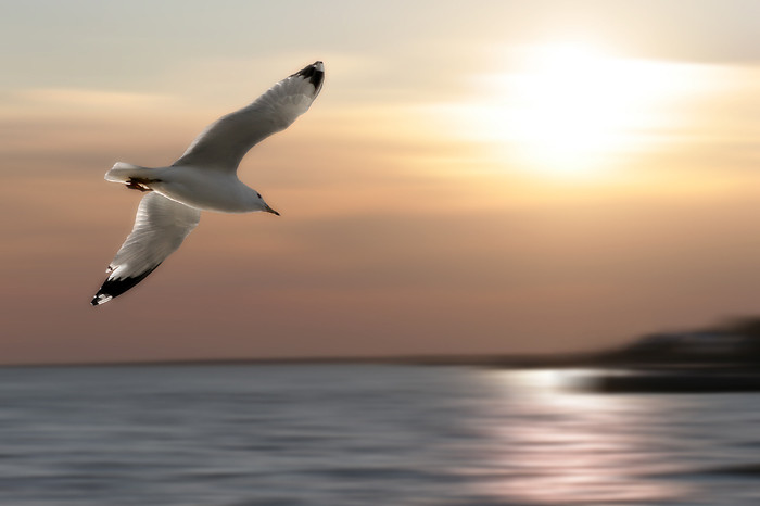 <b>7th Place</b><br><i>Dream of Flight</i><br>by Amy Medina