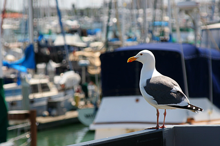 Harbor Master