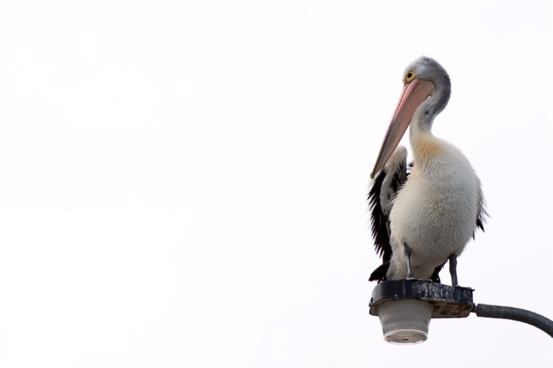 The Lookout *