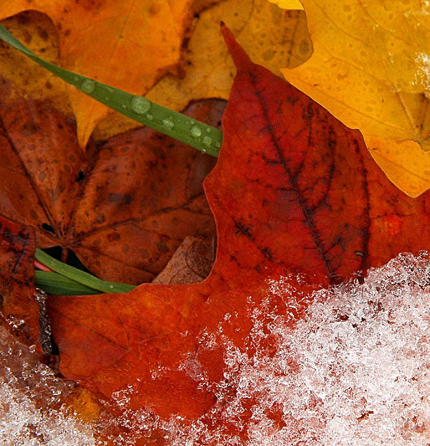 <b>9th Place</b><br><i>Between the Seasons (*)<br></i>by elips