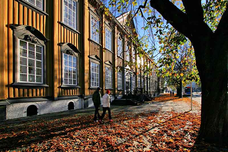 A walk between shadows and fallen leaves *