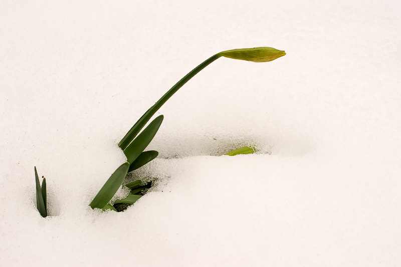Snow *