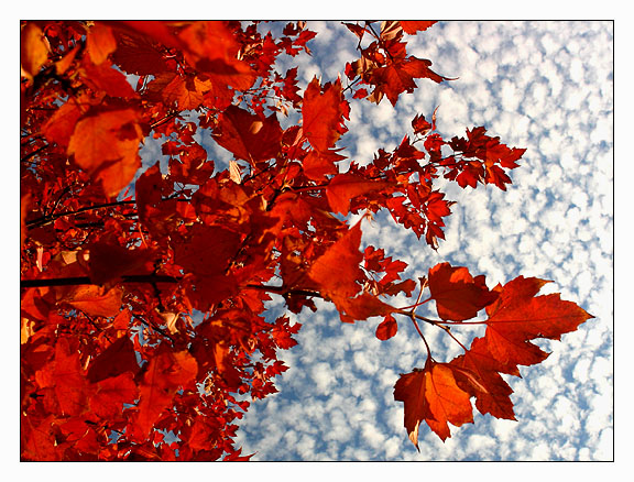 <b>5th Place</b><br><i>Fall Weather*</i><br>by :-D