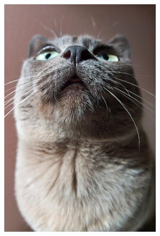 Not a good look for a cat!*