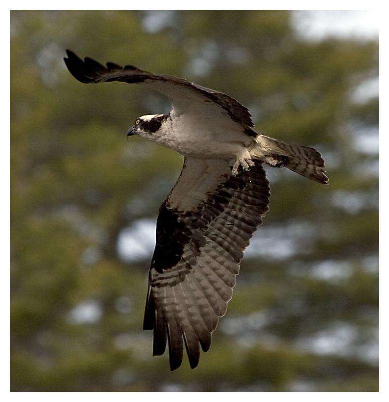 osprey