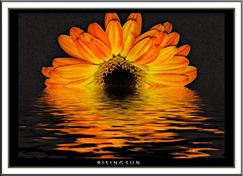 Rising Sun *
