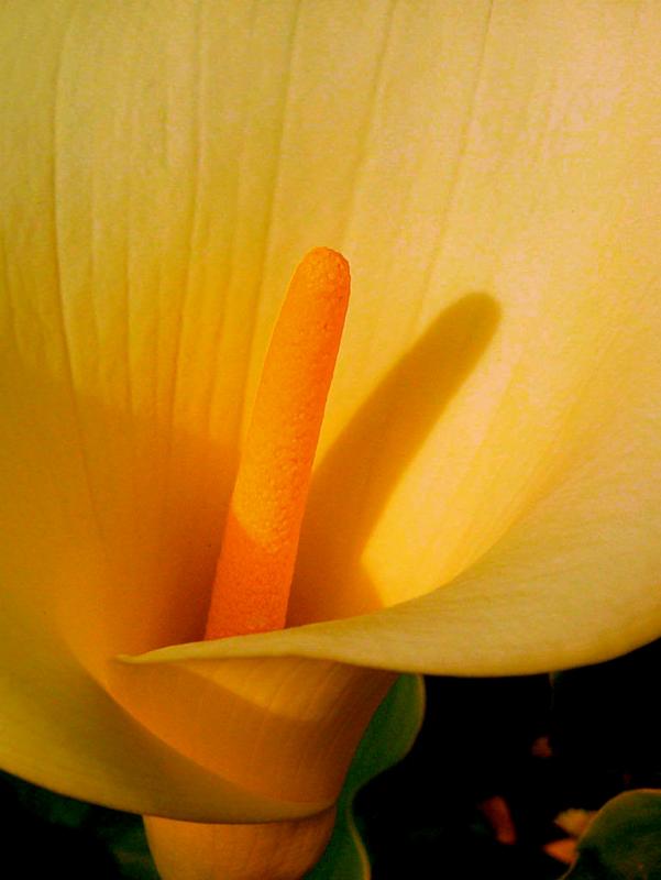 Golden Lilly
